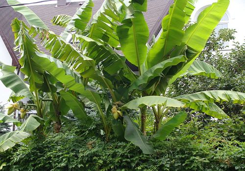 бананова пальма Musa itinerans
