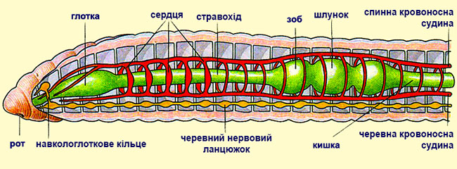 Кровоносна система дощового черв'яка