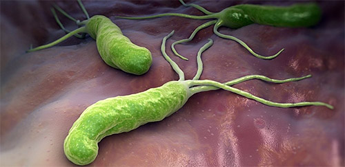 Бактерія Захисник пуза