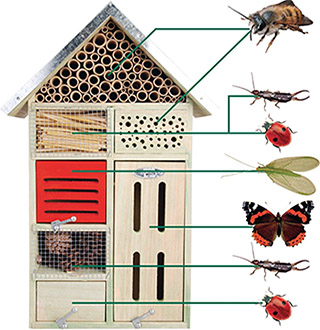 Структура готоля і будинка для комах