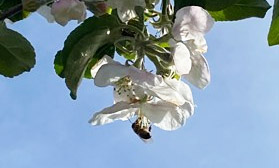 Медоносна бджола