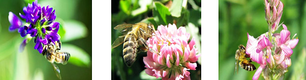 Запиління бджолою люцерни, конюшини та еспарцету
