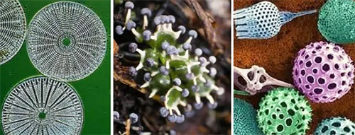 Протисти - одноклітинні еукаріоти - рослини, гриби та тварини