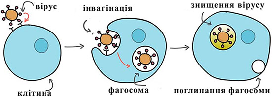 Знищення вірусу шляхом фагоцитозу