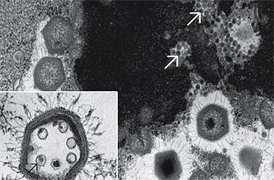 Вирофаг Супутник заражає гігантський мамавірус