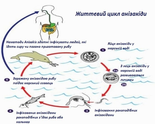 Життєвий цикл паразита анізакіди з оселедця