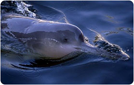 Китайський річковий дельфін Байцзи