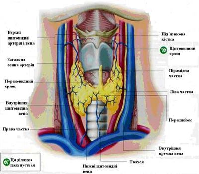 Щитовидна залоза людини