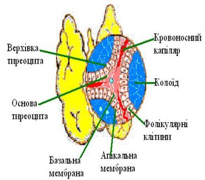 Будова фолікула щитовидної залози