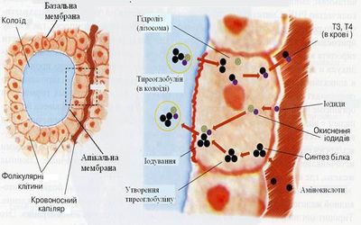 Схема синтезу і виділення тиреоїдних гормонів