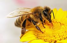 Бджола летить там де мед