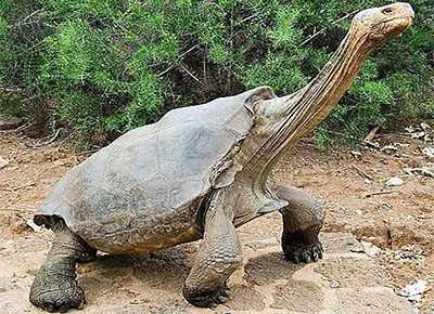 Найстаріша в світі черепаха Гаррієт з Австралії