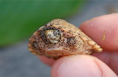 Найменша у світі черепаха - мускусна черепашка