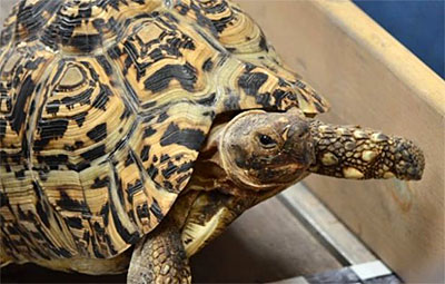 Найшвидша черепаха у світі - Черепаха Берті з Великої Британії