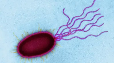 Бактерія Головочес.jpg