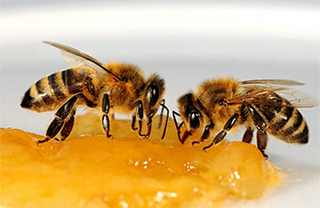 бджола і акацієвий мед