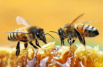 Бджоли і якісний мед