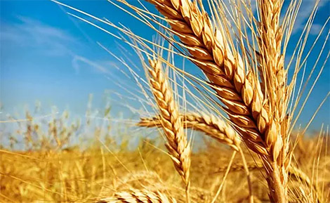 колоски пшениці