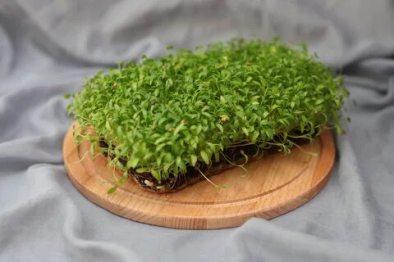 мікрозелень і з чим її їдять
