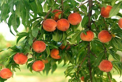 Вирощування саджанців персика