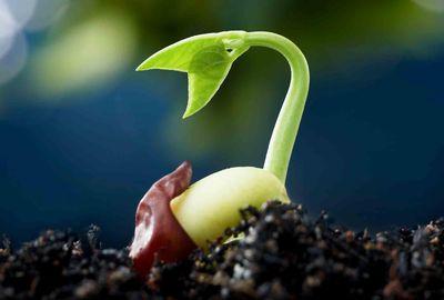 Вплив рослинних стимуляторів на проростання насіння