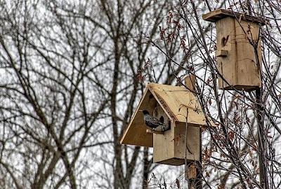 Шпаківня – будиночок для птахів