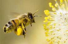 Бджола летить, де мед пахтить